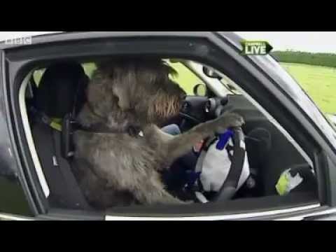 Dogs Learn to Drive in New Zealand